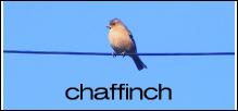 Chaffinch