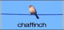 Chaffinch